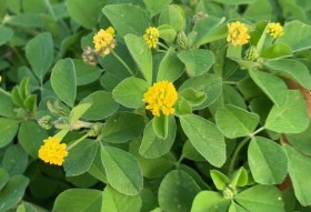 Komlós lucerna, Medicago lupulina, etnobotanika